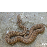 گونه مار افعی لطیفی Latifi’s Viper